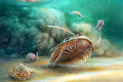 trilobites-killed-by-volcanic-ash-reveal-features-never-seen-before
