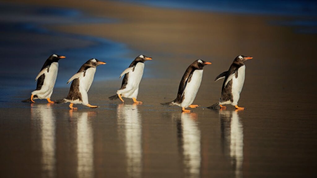 canonical’s-‘distroless’-linux-images-are-a-game-changer-for-enterprises