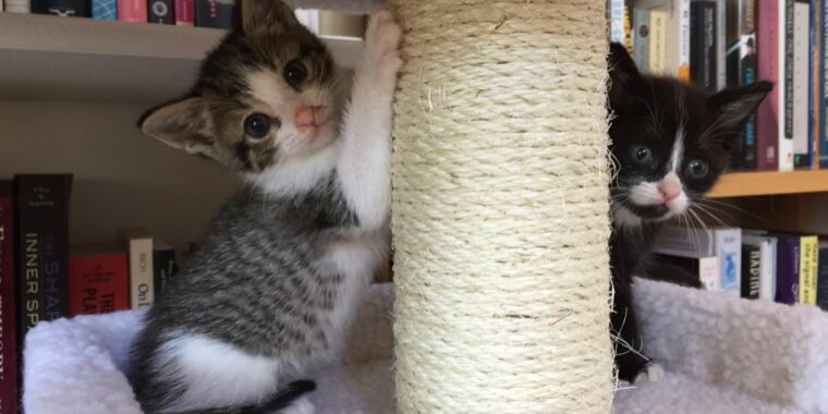 can’t-stop-your-cat-from-scratching-the-furniture?-science-has-some-tips