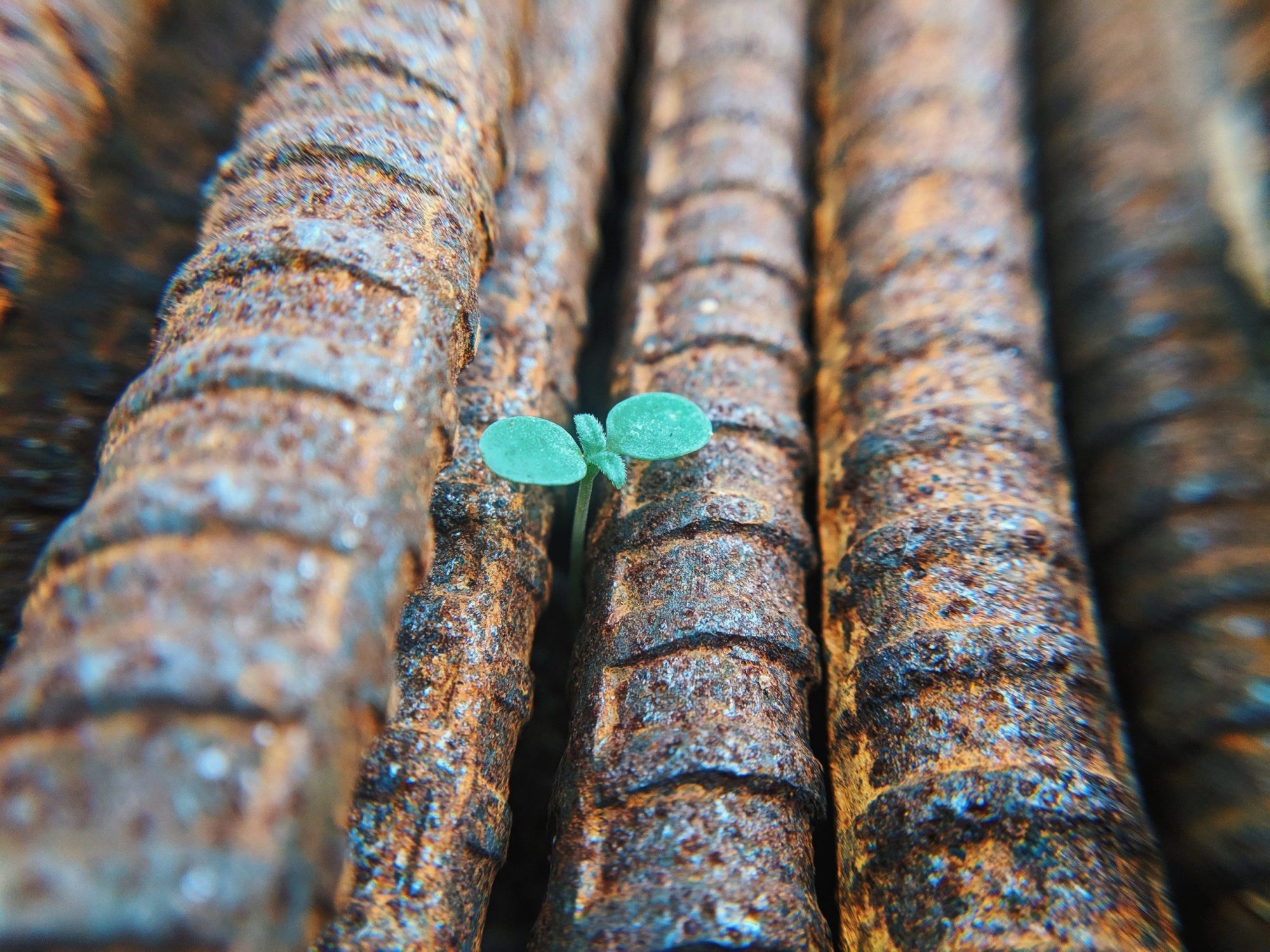 using-rust-to-corrode-insane-python-run-times