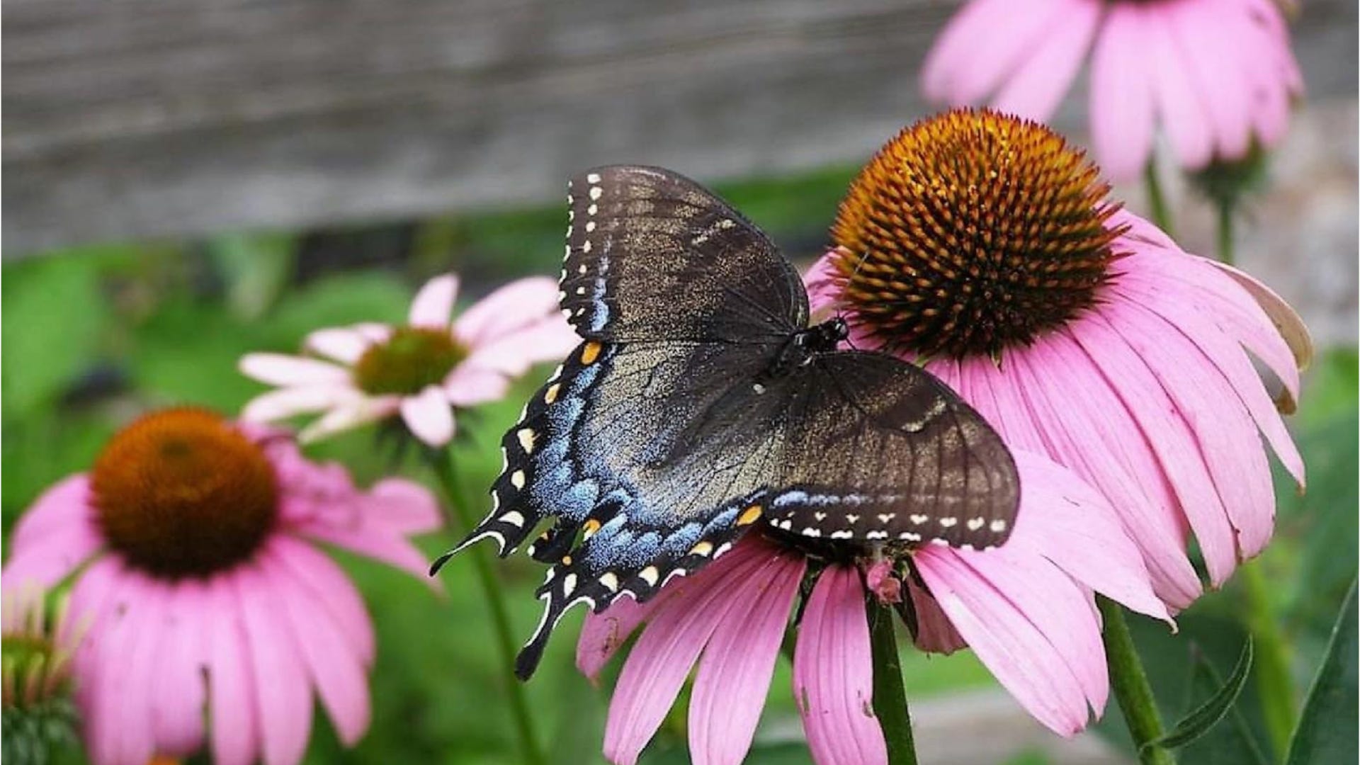 can-we-stop-the-decline-of-monarch-butterflies-and-other-pollinators?