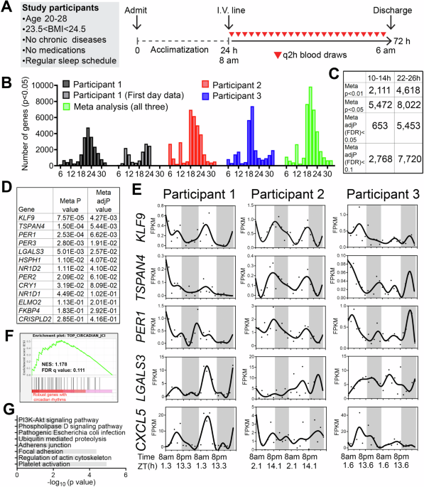 evidence-for-~12-h-ultradian-gene-programs-in-humans