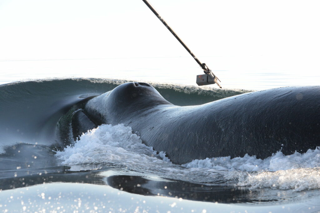 synchronization-of-bowhead-whales