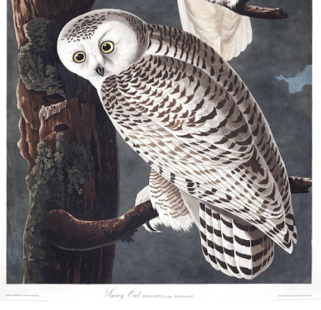 eating-the-birds-of-america:-audubon’s-culinary-reviews-of-america’s-birds