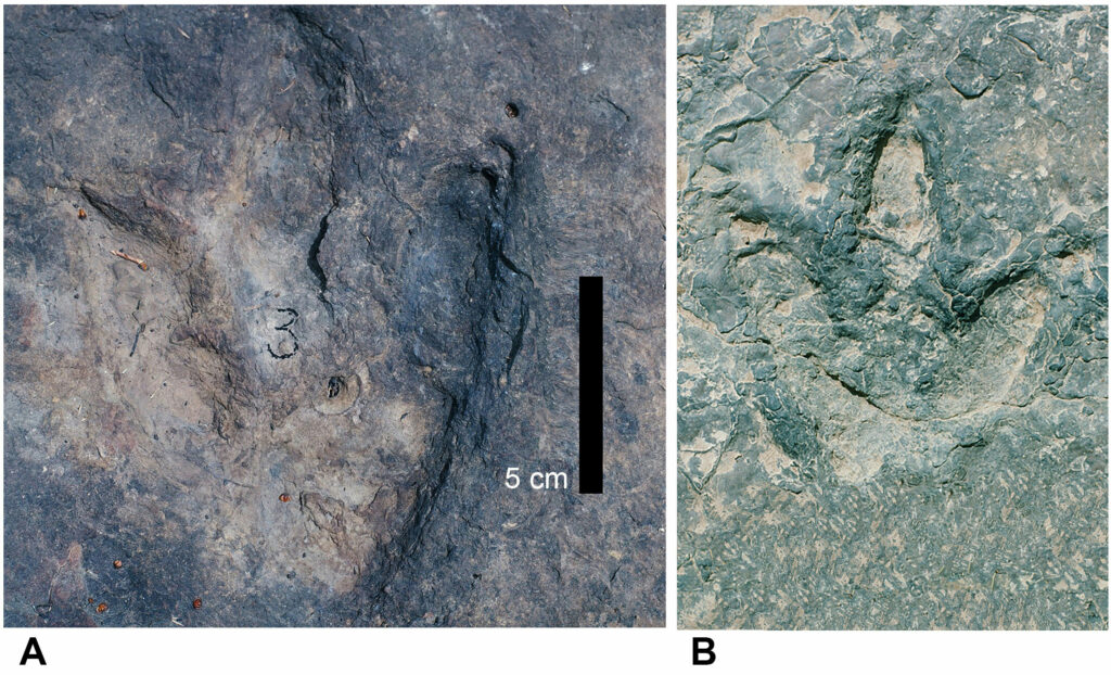 matching-dinosaur-footprints-found-on-opposite-sides-of-the-atlantic-ocean