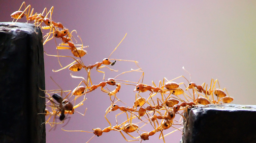 the-simple-algorithm-that-ants-use-to-build-bridges-(2018)