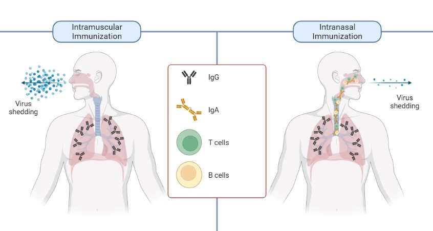 covid-19-intranasal-vaccine