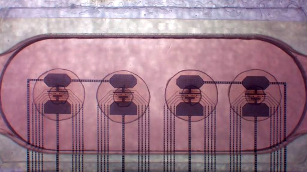 human-brain-organoid-bioprocessors-now-available-to-rent-for-$500-per-month