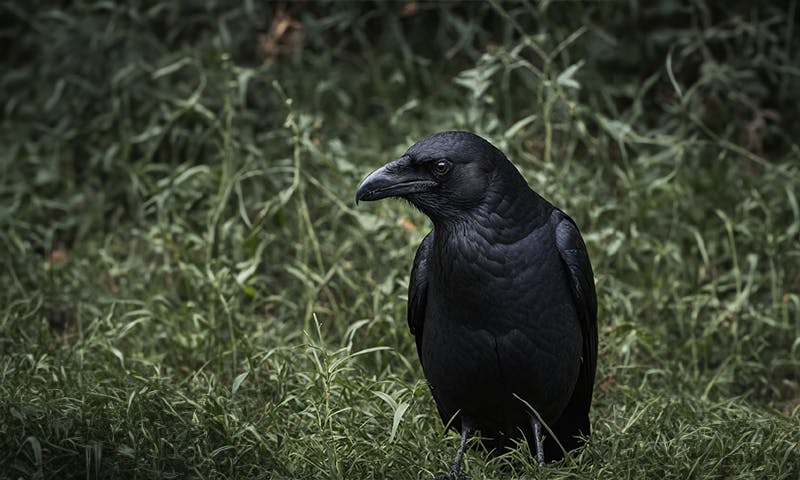 crows-are-even-smarter-than-we-thought