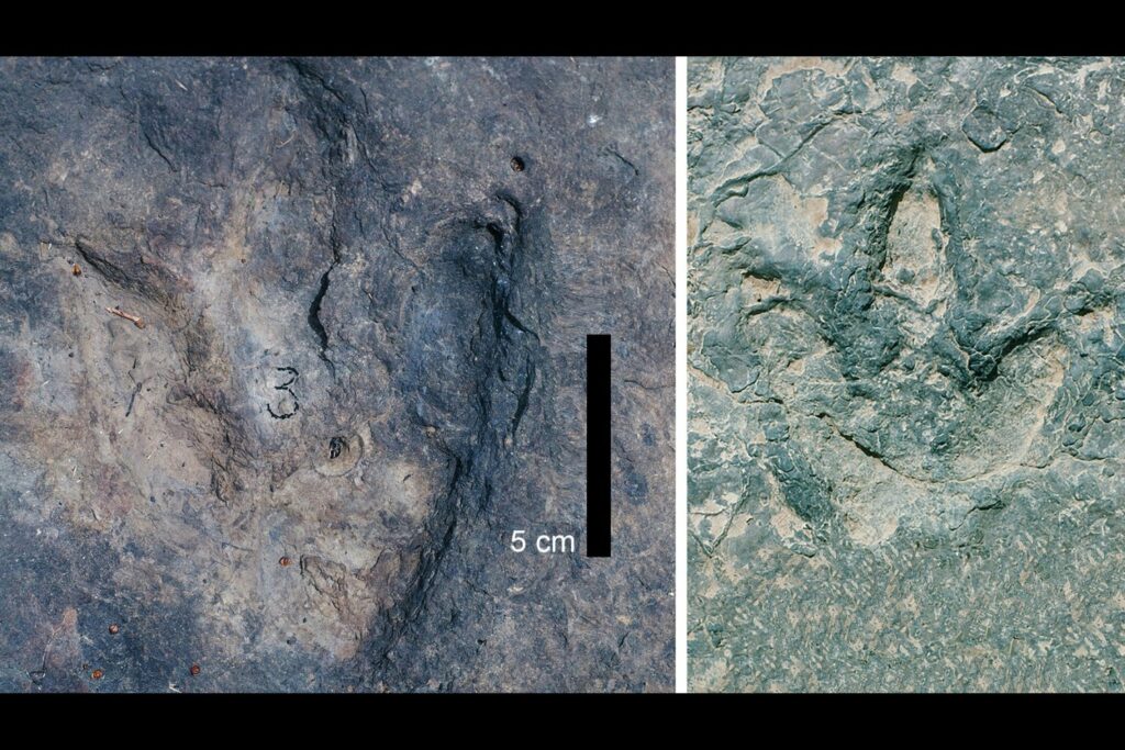 dinosaur-footprints-on-either-side-of-the-atlantic-are-matching-sets