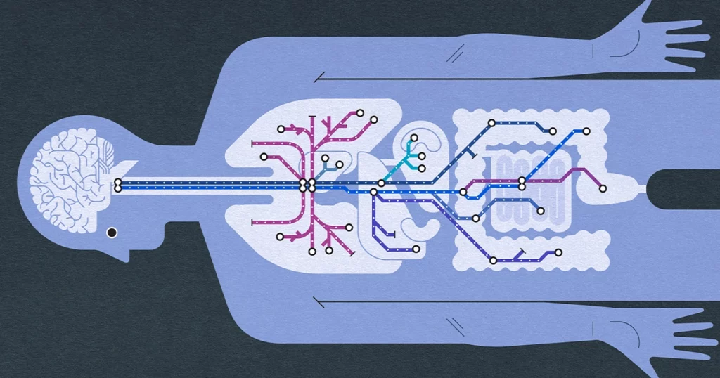 the-vagus-nerve-orchestrates-the-mind-body-connection