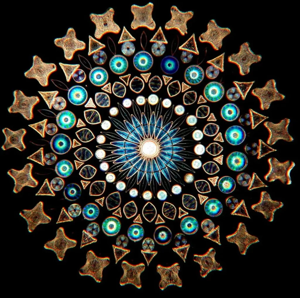 diatom-arrangements