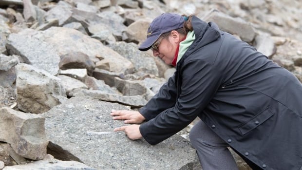 trove-of-dinosaur-fossils-found-high-in-bc.-mountains