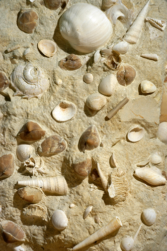 fred:-new-zealand-open-access-and-crowdsource-database-of-fossil-records