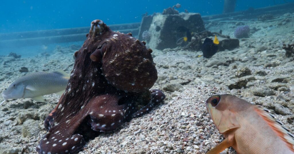 octopuses-seen-hunting-together-with-fish,-punching-those-that-don’t-cooperate
