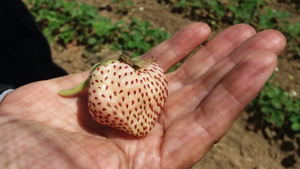 the-fight-to-save-chile’s-glorious-white-strawberry