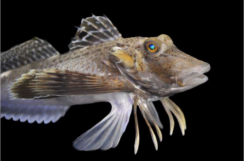 sea-robins-use-leg-like-fins-to-taste,-navigate-seafloor,-researchers-discover