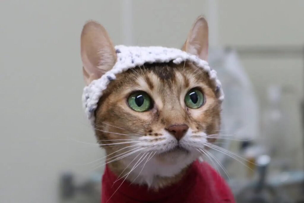 study:-cats-in-little-crocheted-hats-shed-light-on-feline-chronic-pain