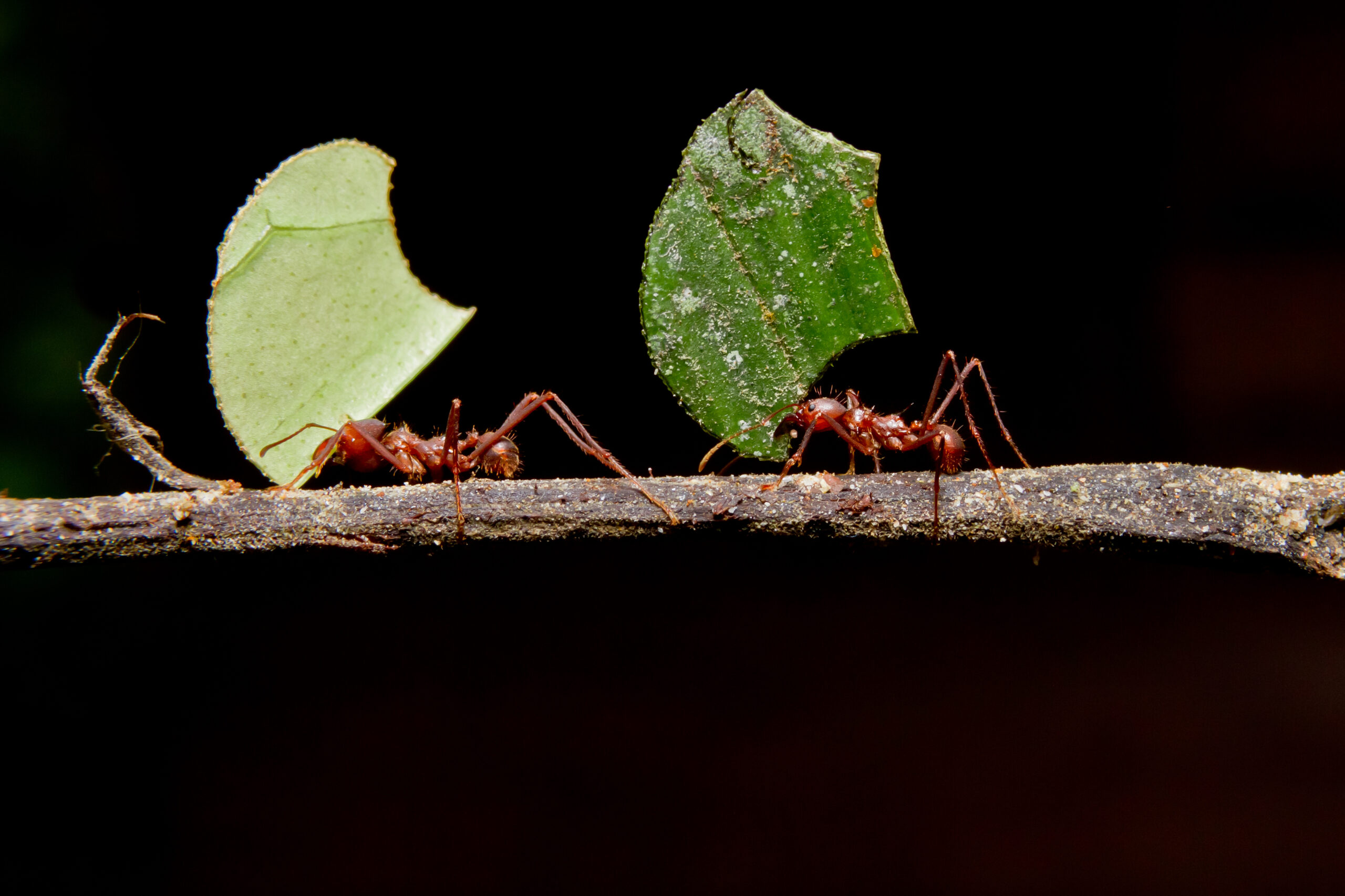 ants-learned-to-farm-fungi-during-a-mass-extinction