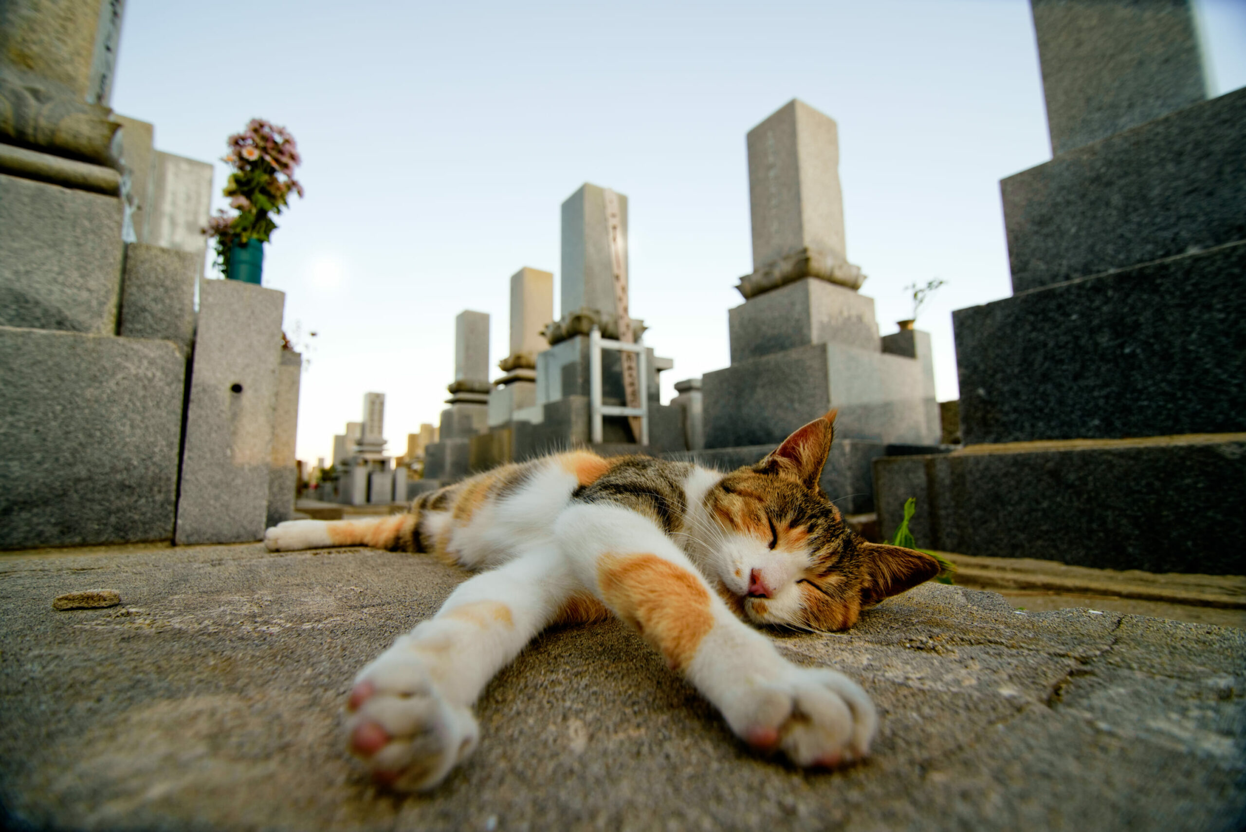 japan’s-cat-island-won’t-survive-much-longer