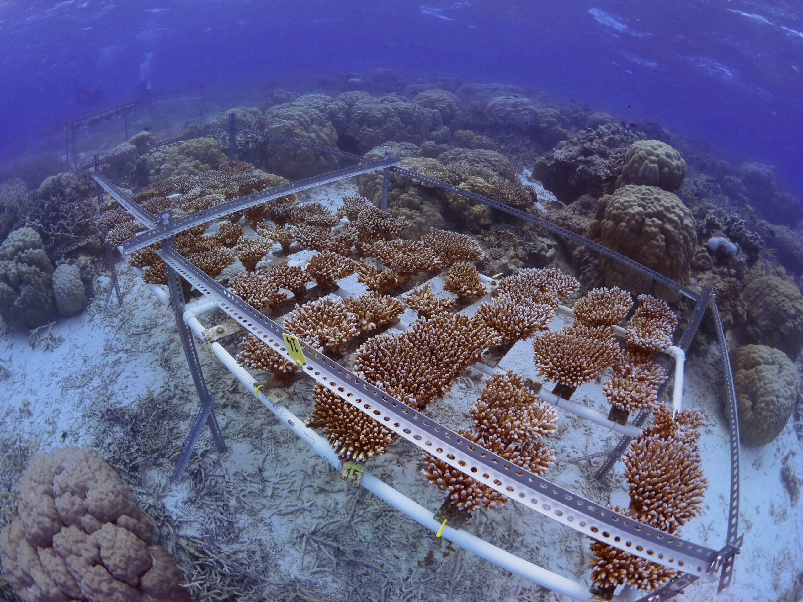 scientists-successfully-breed-corals-to-improve-their-heat-tolerance
