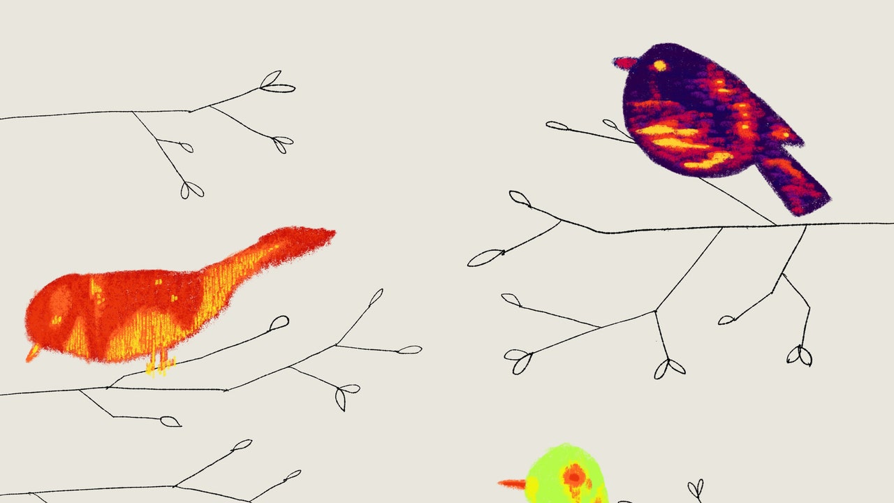 scientists-started-to-decode-birdsong
