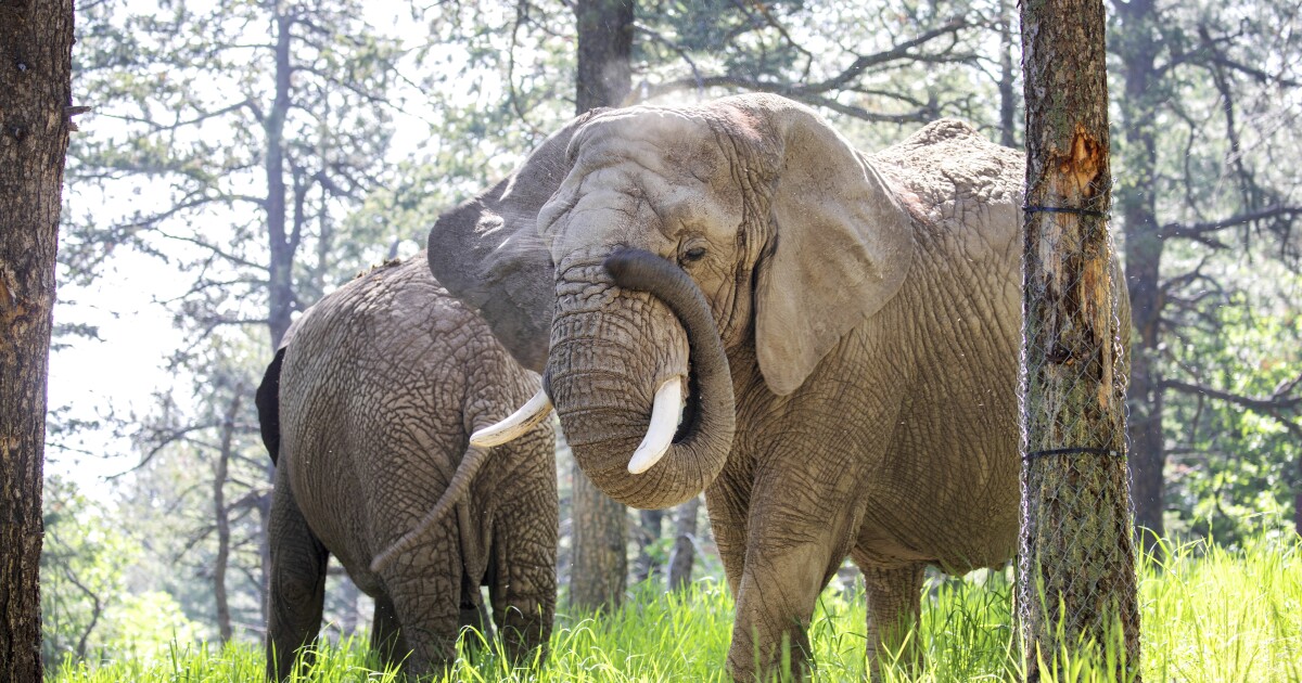 should-elephants-have-the-same-rights-as-people?-a-colorado-court-may-decide