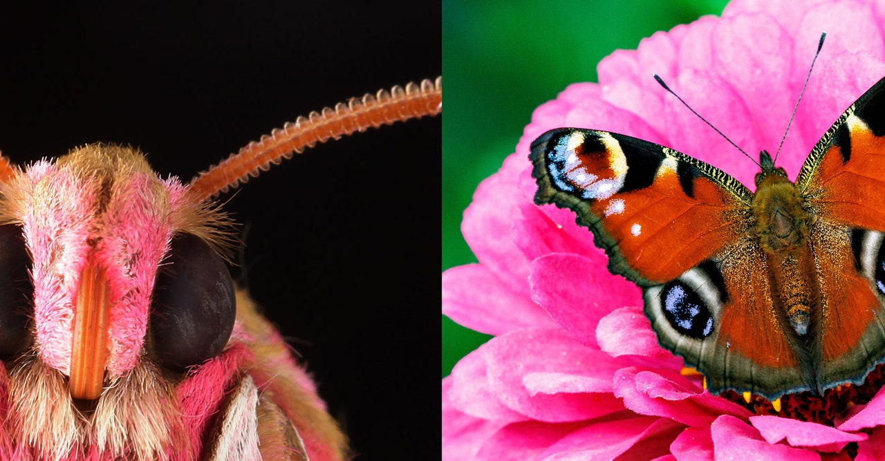 the-secret-electrostatic-world-of-insects