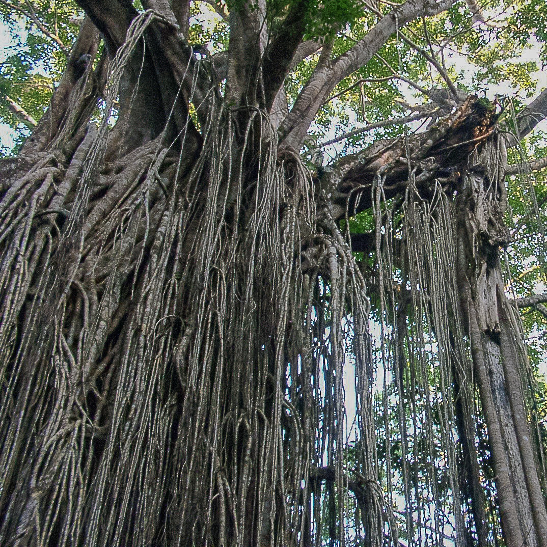 using-the-strangler-fig-with-mobile-apps