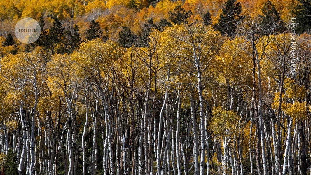 world’s-oldest-tree?-genetic-analysis-traces-evolution-of-iconic-pando-forest