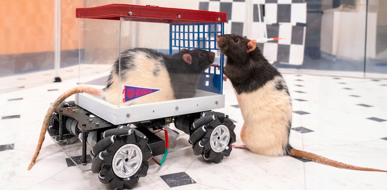rats-learned-to-drive–and-they-love-it