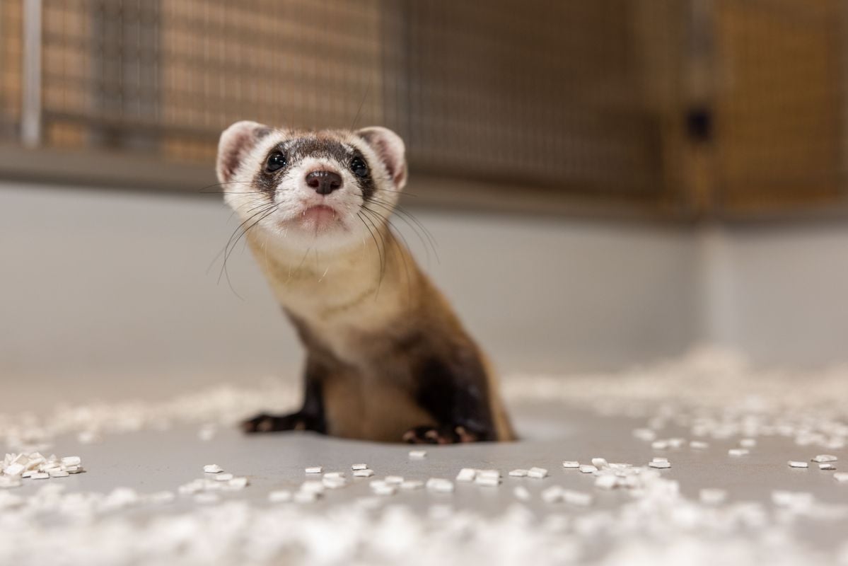 scientists-clone-two-black-footed-ferrets-from-frozen-tissues