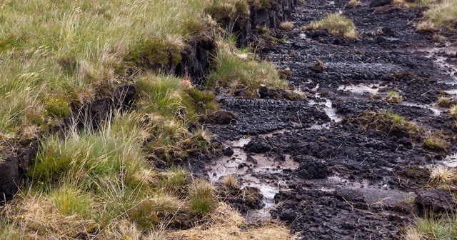 turning-bogs-from-wastelands-to-nature-scapes
