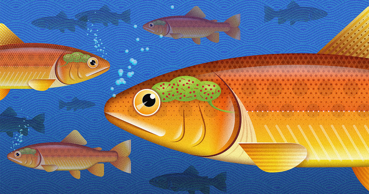 fish-have-a-brain-microbiome.-could-humans-have-one-too?