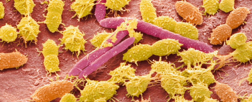 ‘obelisks’:-new-class-of-life-has-been-found-in-human-digestive-system