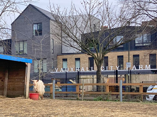 where-is-london’s-most-central-sheep?