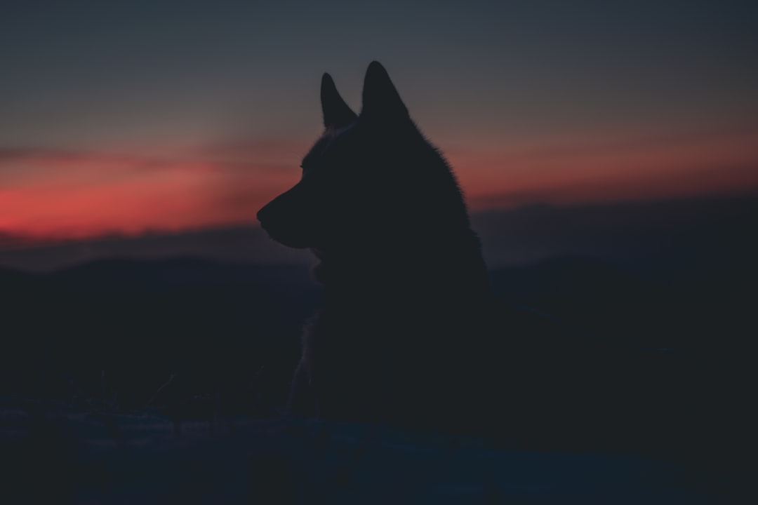 the-alpha-myth:-how-captive-wolves-led-us-astray