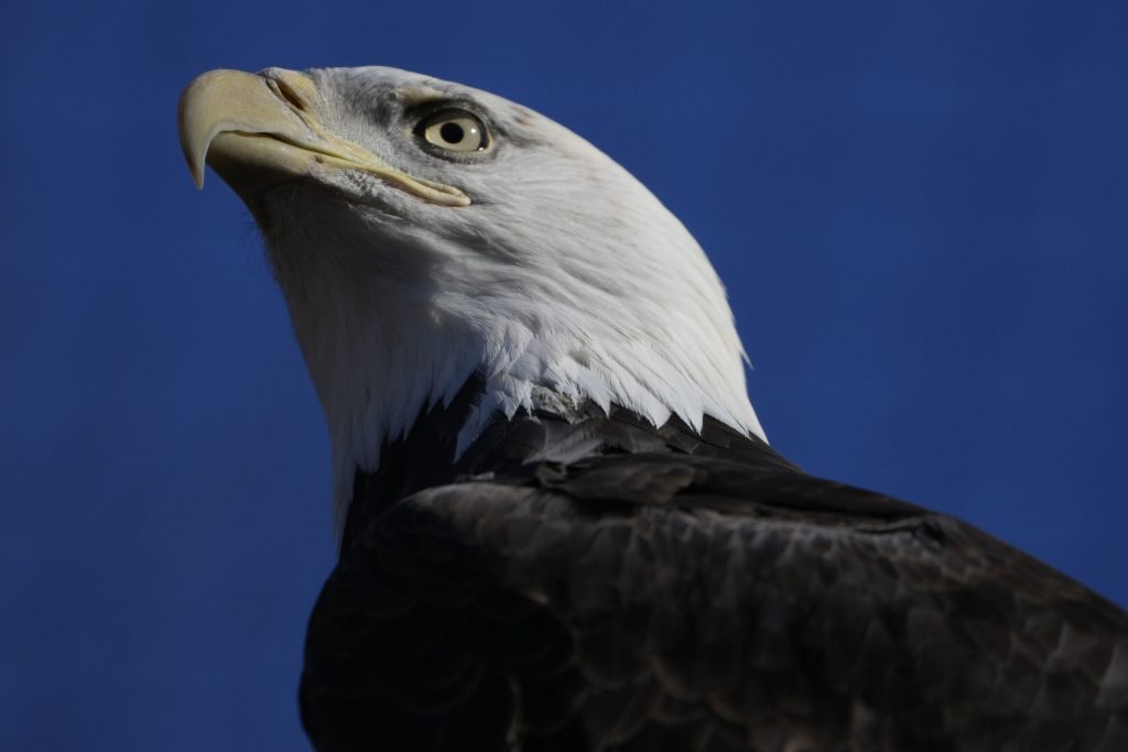 bald-eagles-are-thriving-again-after-near-extinction