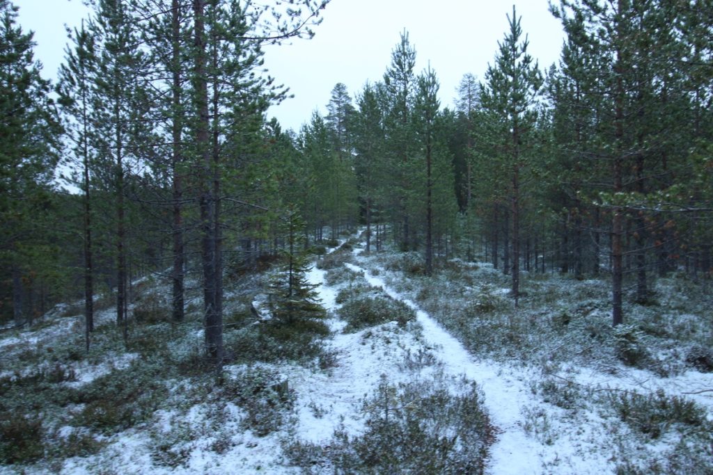 online-discussions-on-forests-preserved-in-the-finnish-web-archive