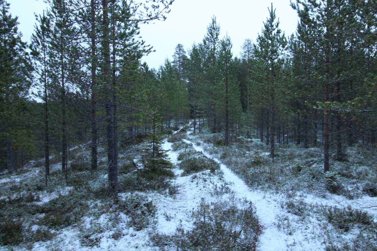 online-discussions-on-forests-preserved-in-the-finnish-web-archive