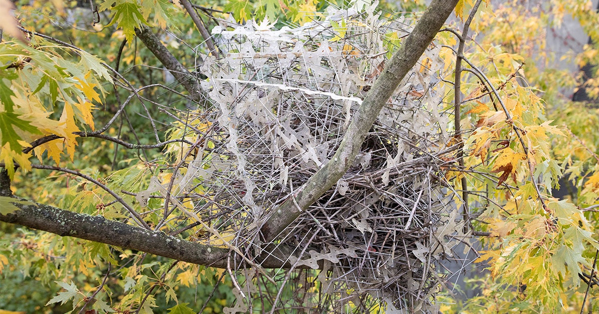 apparently-magpies-and-crows-are-using-“anti-bird-spikes”-to-make-nests-(2023)