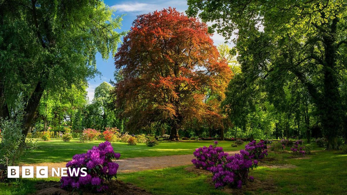 300-year-old-polish-beech-voted-tree-of-the-year