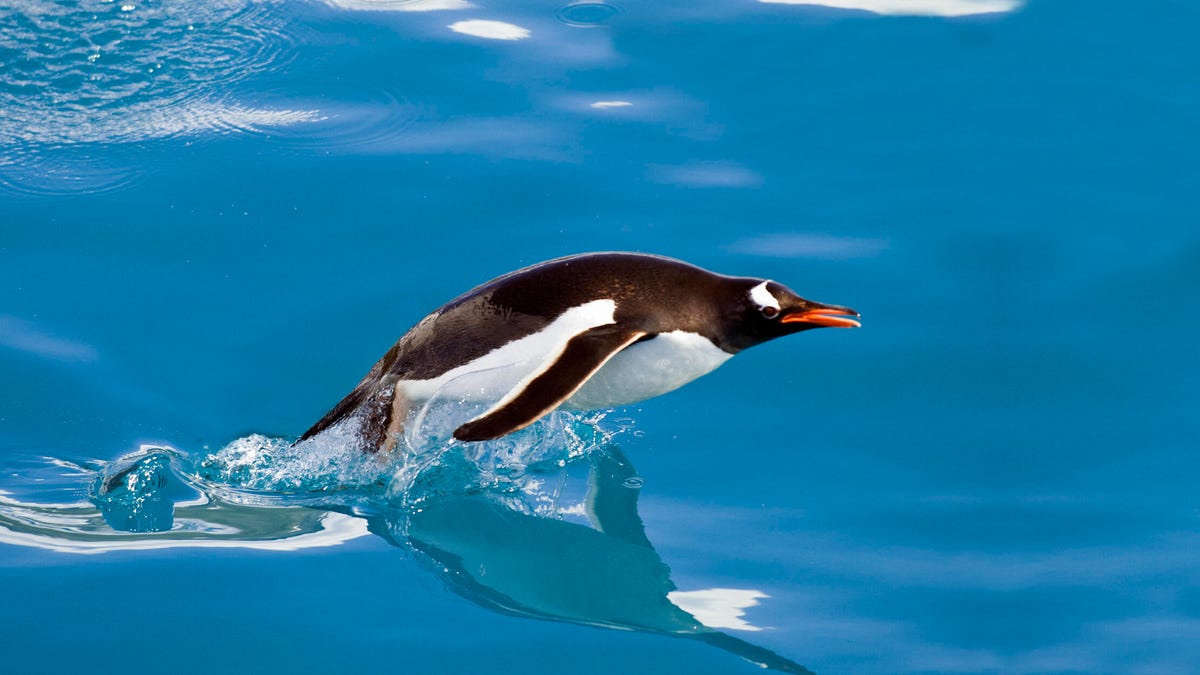 linux-kernel-6.14-is-a-big-leap-forward-in-performance-and-windows-compatibility
