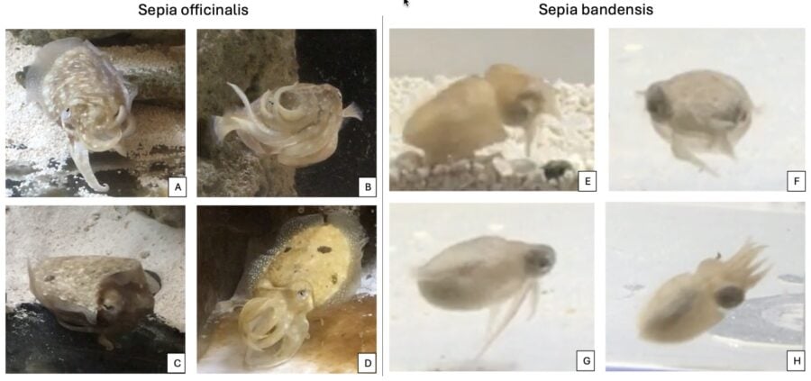 cuttlefish-‘talk’-with-their-arms,-study-reveals