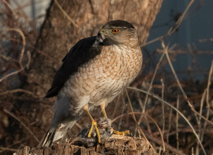 how-a-hawk-learned-to-use-traffic-signals-to-hunt-more-successfully