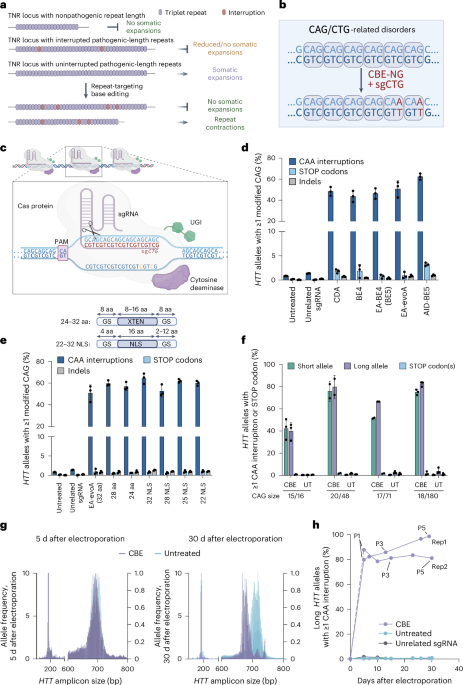 editing-repeats-in-huntington’s:fewer-somatic-repeat-expansions-in-patient-cells