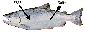 acclimation-of-osmoregulatory-function-in-salmon