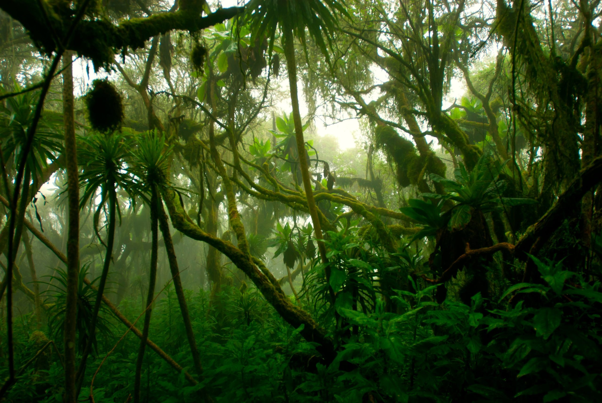 scientists-show-reforestation-helps-cool-the-planet-even-more-than-thought