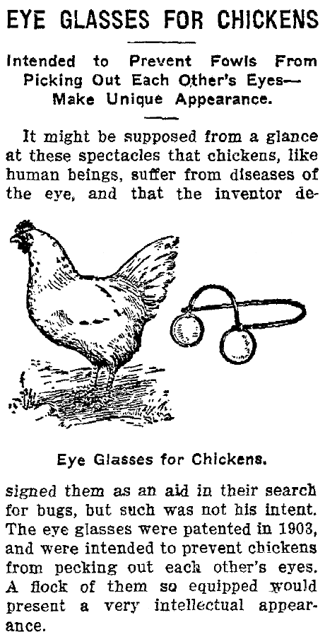 chicken-eyeglasses