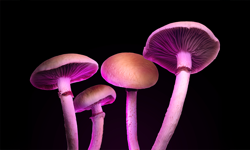 what-happens-when-clergy-take-psilocybin